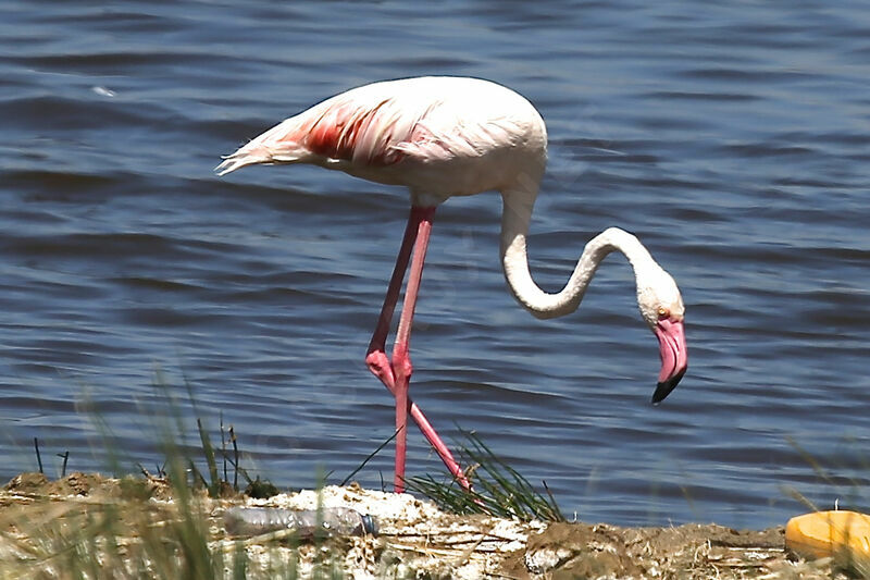 Flamant rose