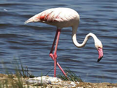 Greater Flamingo