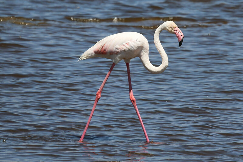 Flamant rose