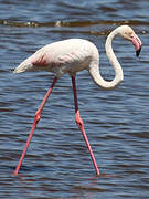 Flamant rose