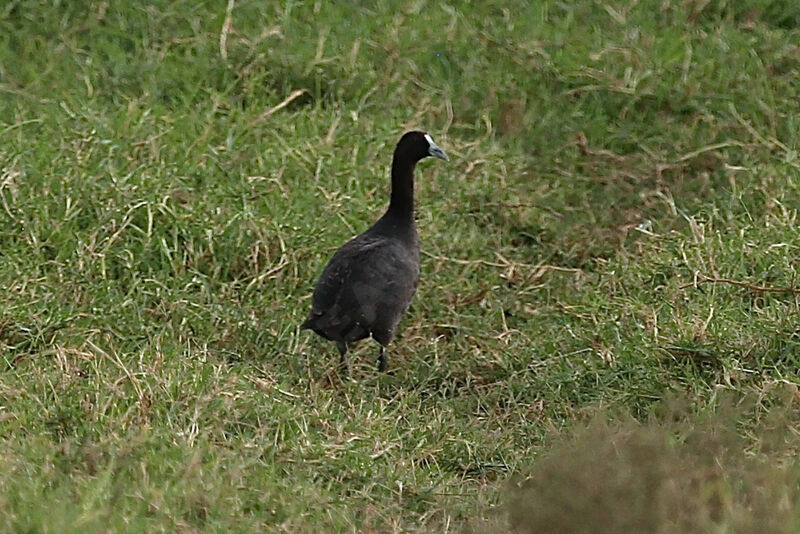 Foulque caronculée