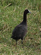 Red-knobbed Coot