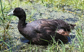 Red-knobbed Coot