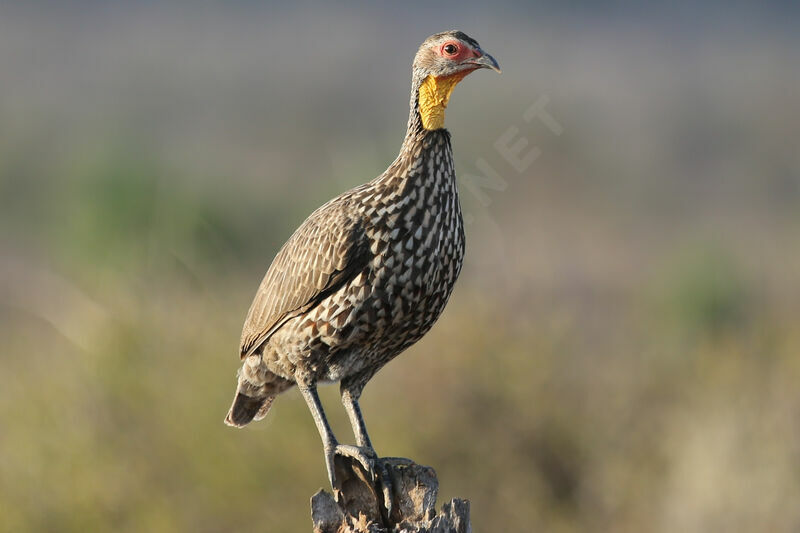 Francolin à cou jaune