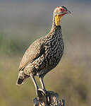 Francolin à cou jaune