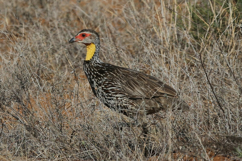 Francolin à cou jaune