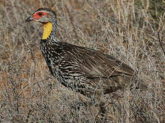 Francolin à cou jaune