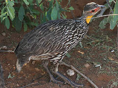 Yellow-necked Spurfowl