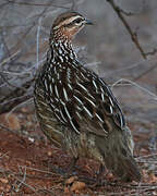 Crested Francolin