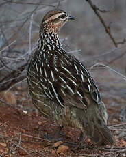 Francolin huppé