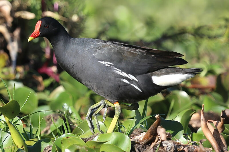 Common Moorhen