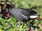 Gallinule poule-d'eau