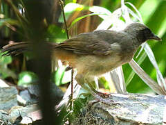 Masked Laughingthrush