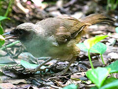 Masked Laughingthrush