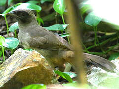 Masked Laughingthrush