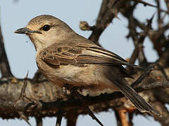 African Grey Flycatcher