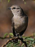 African Grey Flycatcher