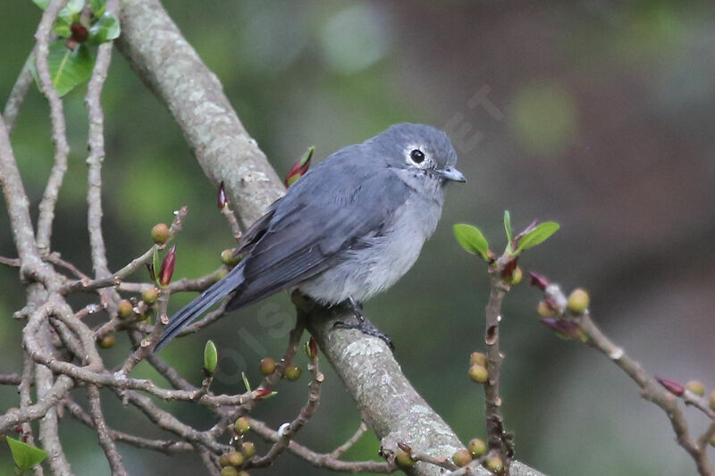 White-eyed Slaty Flycatcher