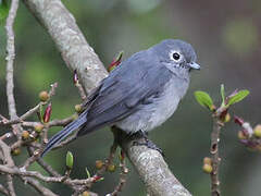 White-eyed Slaty Flycatcher