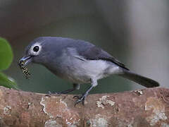 White-eyed Slaty Flycatcher