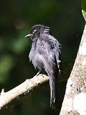 Gobemouche drongo