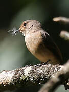 African Dusky Flycatcher