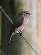 African Dusky Flycatcher