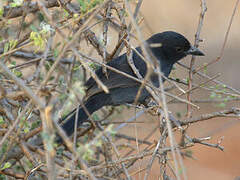 Slate-colored Boubou