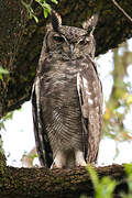 Greyish Eagle-Owl