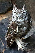 Greyish Eagle-Owl