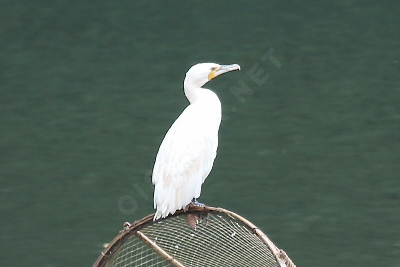 Great Cormorant