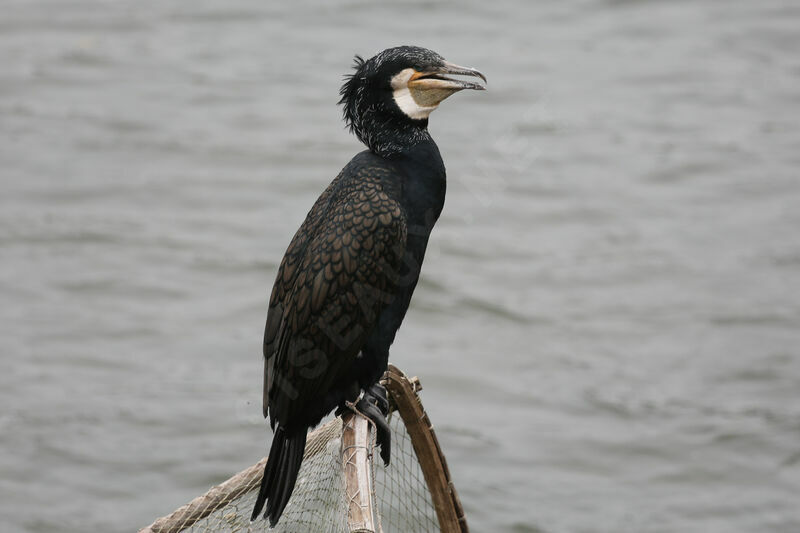 Great Cormorant