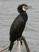 Great Cormorant