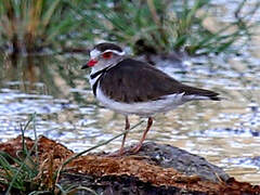 Three-banded Plover