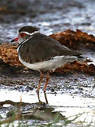 Three-banded Plover