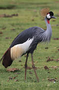 Grey Crowned Crane