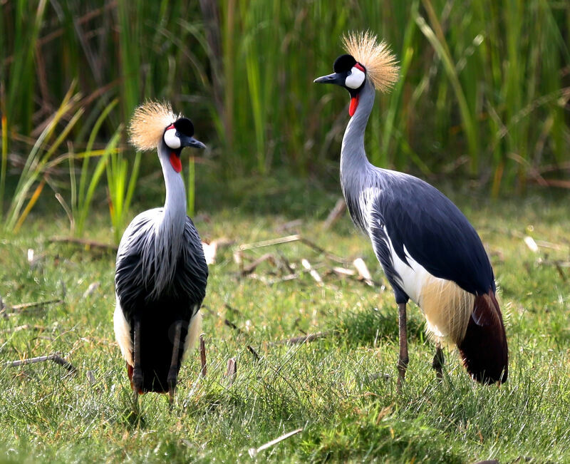 Grey Crowned Crane