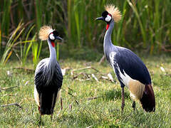 Grey Crowned Crane