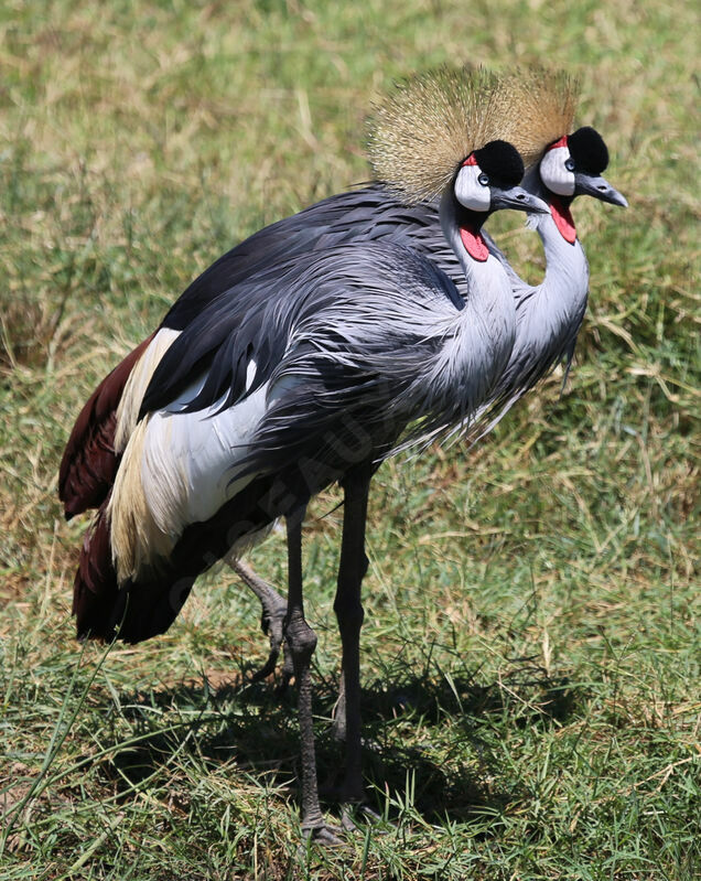 Grey Crowned Crane