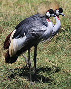 Grey Crowned Crane