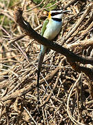 White-throated Bee-eater