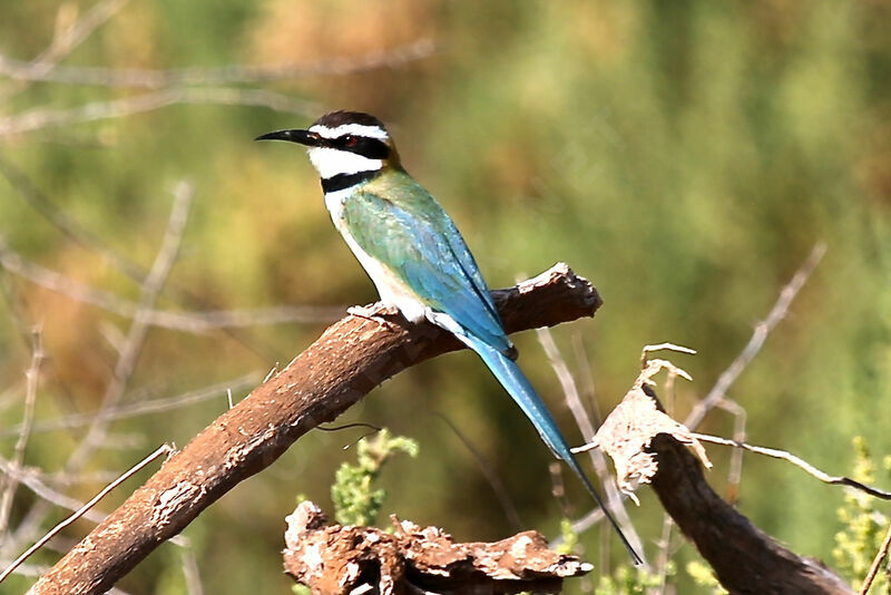 White-throated Bee-eater