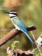 White-throated Bee-eater