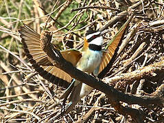 White-throated Bee-eater