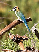 White-throated Bee-eater