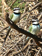 White-throated Bee-eater