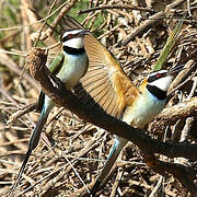 White-throated Bee-eater