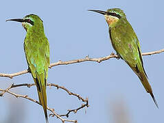 Blue-cheeked Bee-eater