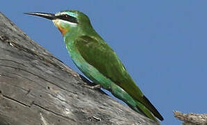 Blue-cheeked Bee-eater