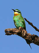 Blue-cheeked Bee-eater